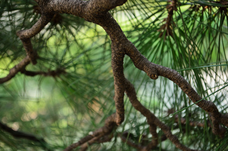 pine tree