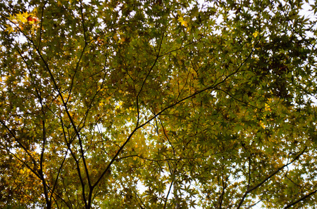 red maple leaf
