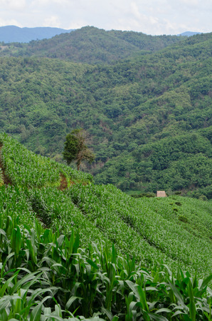 corn field on valleyの写真素材