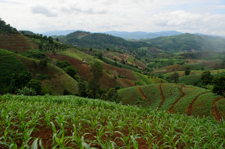corn field on valleyの写真素材