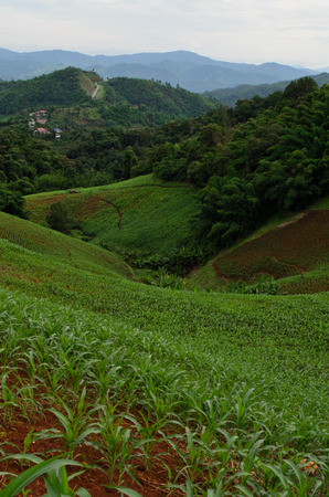 corn field in valleyの写真素材