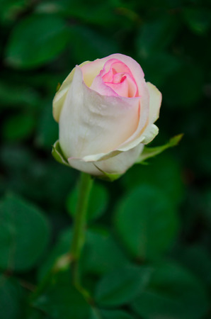 pink roseの写真素材