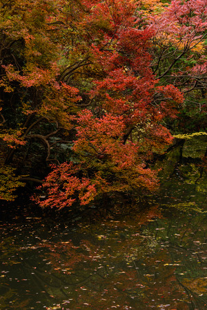 Japanese garden in fallの写真素材