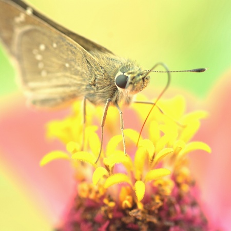 Butterfly on a flowerの素材