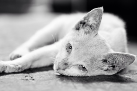 A Cat in black and whiteの素材