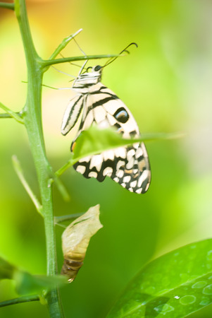 Portrait of a Butterfly.  Metamorphosis.の写真素材