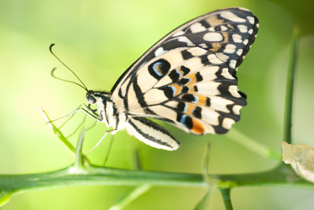 Portrait of a Butterfly.  Metamorphosis.の写真素材