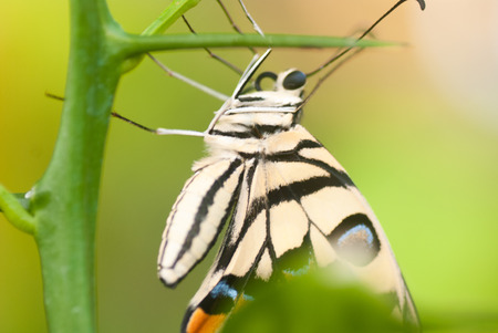 Portrait of a Butterfly.  Metamorphosis.の写真素材