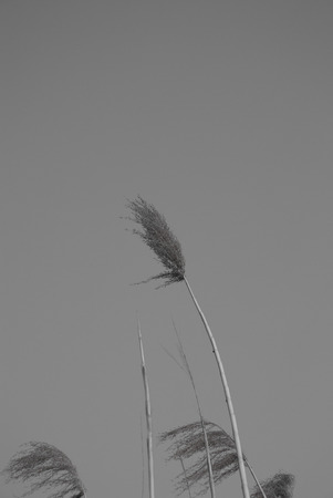 Grass in black and whiteの写真素材