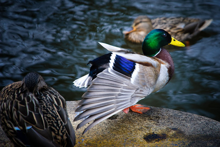 Ducks before takiing a swimの写真素材