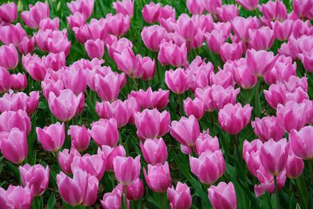 Pink Tulips during spring at Yokohama, Japan.の写真素材
