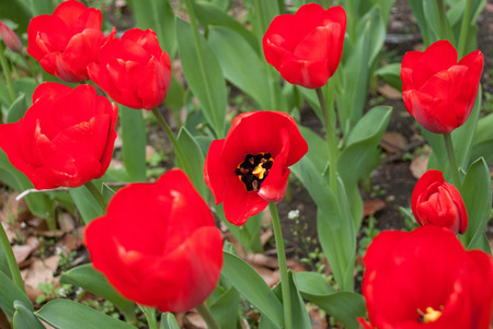 Red Tulips during spring at Yokohama, Japan.の写真素材