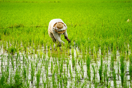 A farmer planting rice at Los Banos, Laguna, Philippines.の写真素材