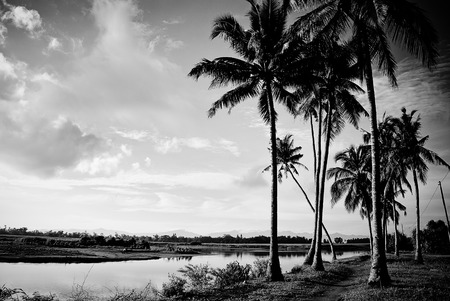 Farmland along the riverside at the countryside. Hinigaran, Negros Occidental.の写真素材