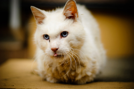 Serious cute white catの写真素材