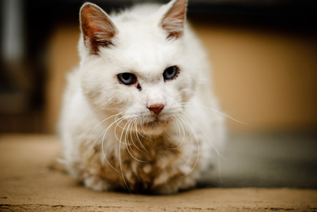 Serious cute white catの写真素材