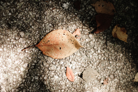 Fallen leaf at the pavement,の写真素材