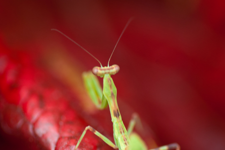 Praying Mantis in red backgroundの写真素材