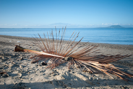 Dry doconut leaves at the shoreの写真素材