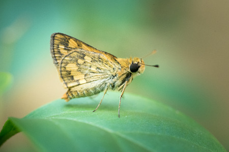 Brown moth on a leaf.の写真素材