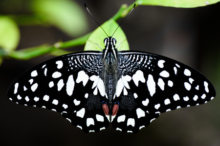 Butterfly spreading its wings.の写真素材