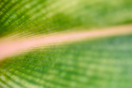 Abstract patterns of leaf veins.の写真素材