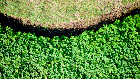 Play  of light and shadow on green grass.