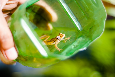 Small frog at the garden.の写真素材