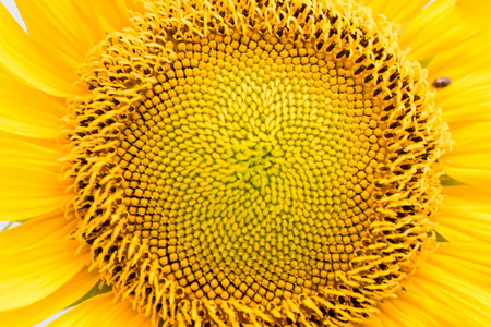 Sunflower.の写真素材