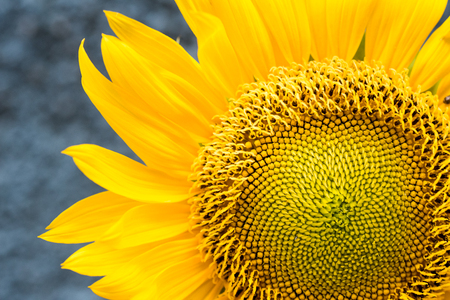 Sunflower.の写真素材
