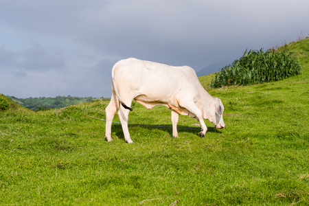 A cow on the grass field of Batanes, Philippines.の写真素材