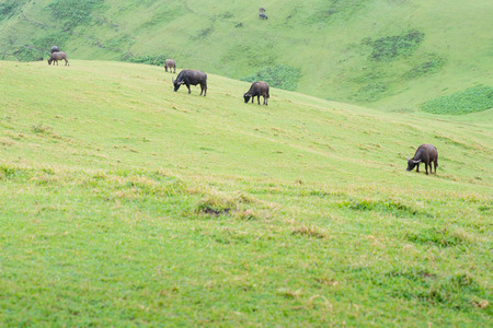 Rolling Hills of Batanes, Philippines.