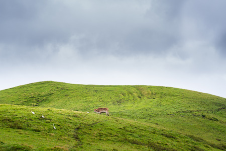 Rolling Hills of Batanes, Philippines.の写真素材