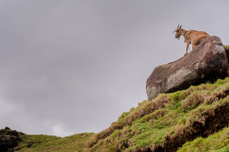 Goat sitting on a rock atop the  hill.の写真素材