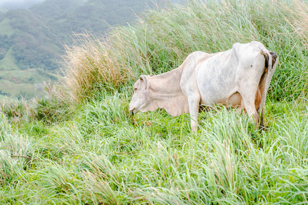 Grazing livestock at Batanes, Philippines.の写真素材