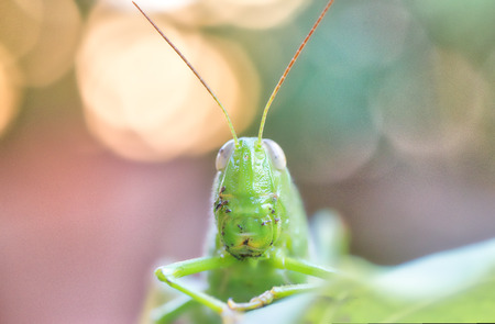 Green grasshopper in the garden
