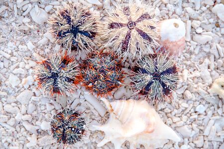 Sea urchin at the shore of Sombrero Island, Masbate, Philippines.