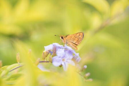 Adorable butterfly at my garden.の写真素材