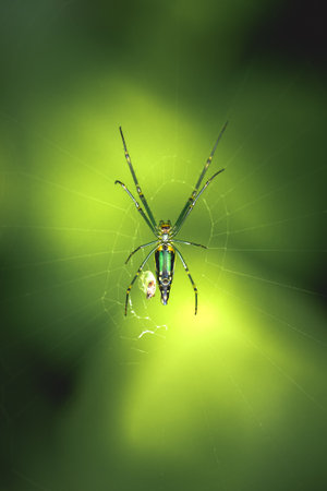 Long legged green and yellow spider in the wild patiently waiting for prey.