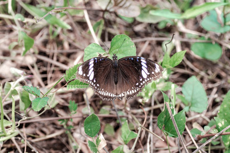 Black butterfly spreading its wing in the wild.の写真素材