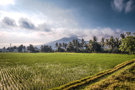 Rice fields at Philippine coiuntryside under morning sky.の写真素材