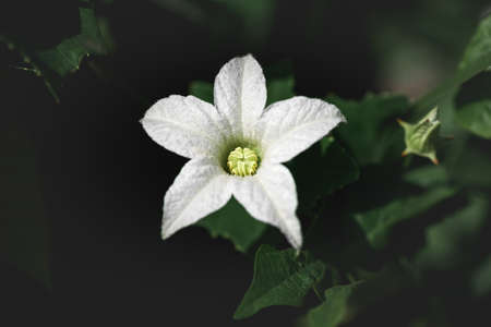 Close up of white tropical vine flower in the wild.の写真素材
