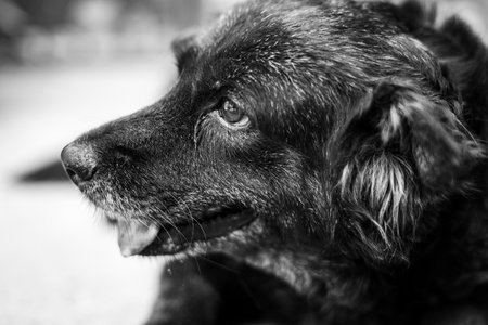 Portrait of an adorable pet dog.の写真素材