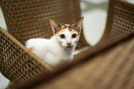 Curious cat staring at the camera.の写真素材