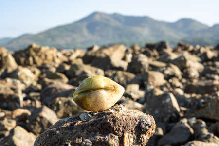 Clam on top of marine rock along the shore.