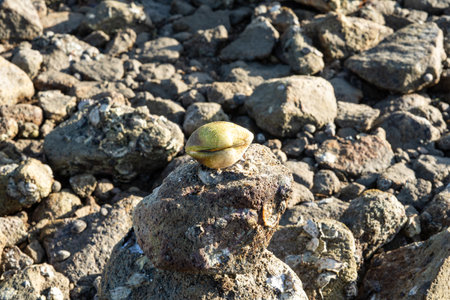 Clam on top of marine rock along the shore.の写真素材