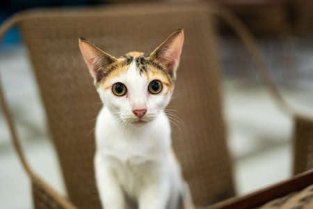 Curious cat staring at the camera.の写真素材