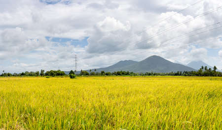Golden rice stalks just in time for the harvest season.の写真素材