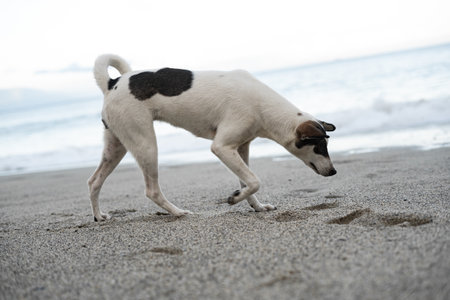 Dog enjoying summer at the beach.の写真素材
