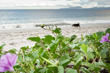 Shoreline vines with purple flower thriving in the sand.の写真素材